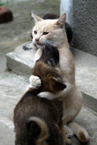 cat pup hug