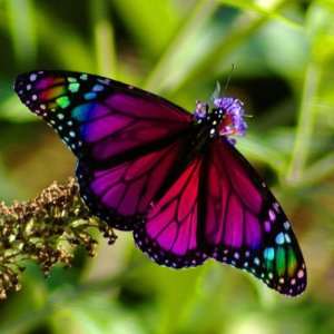 Beautiful Butterflies by cool wallpapers at cool wallpapers and cool and beautiful wallpapers (5)
