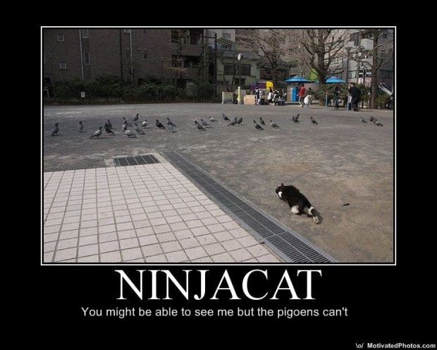 ninja cat